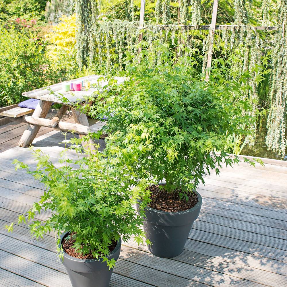 Artar Japonez Verde Goin' Green, cu frunzis verde palmat, decorativ, crestere moderata