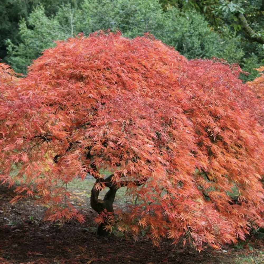 Artar Japonez Pitic Jerre Schwartz, cu frunzis rosu-roz, compact rezistenta frig -20°C