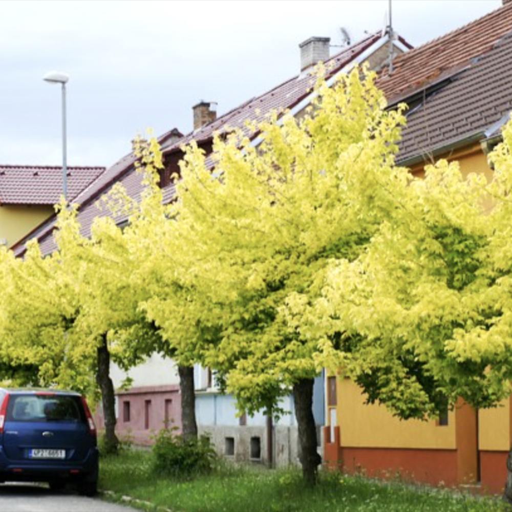 Artar American Auriu Kellys Gold, artar ornamental auriu, crestere rapida, frunze spectaculoase