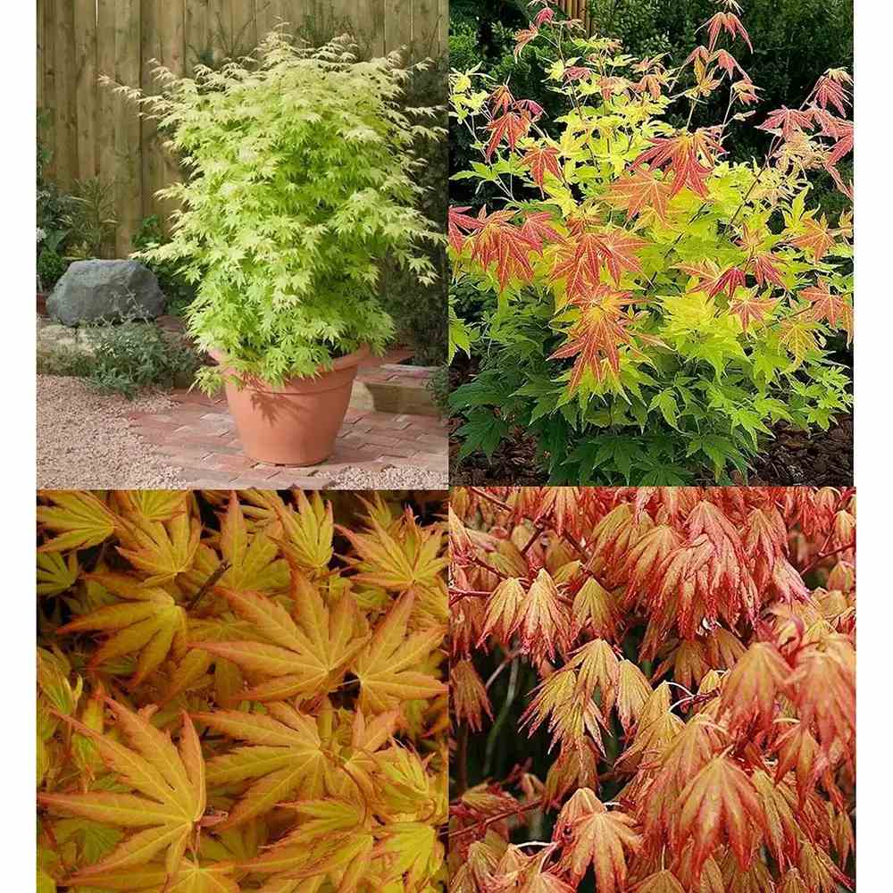 Artar Japonez Auriu Orange Dream, frunzis galben intens primavara si vara si portocaliu toamna, perfect pentru umbra