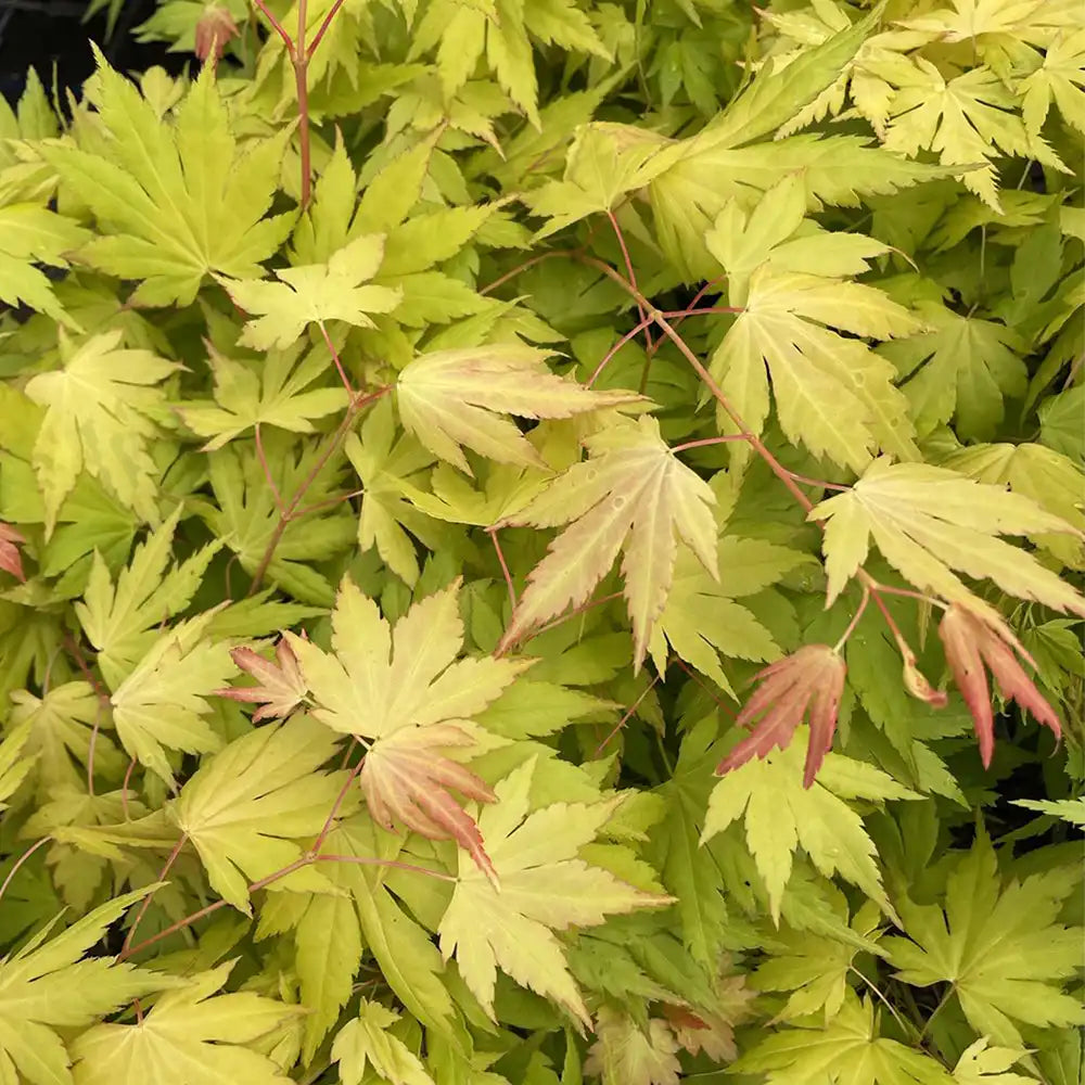 Artar Japonez Auriu Orange Dream, frunzis galben intens primavara si vara si portocaliu toamna, perfect pentru umbra