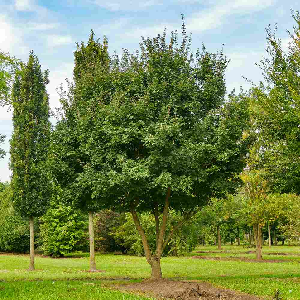 Jugastru Paltin de Camp (Acer Campestre), artar autohton, rezistent la poluare urbana, ideal pentru strazi, bulevarde, cartiere rezidentiale