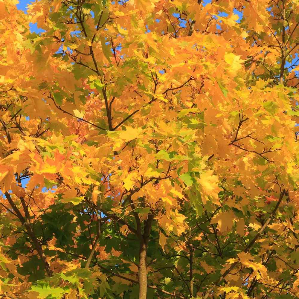 Jugastru Paltin de Camp (Acer Campestre), artar autohton, rezistent la poluare urbana, ideal pentru strazi, bulevarde, cartiere rezidentiale