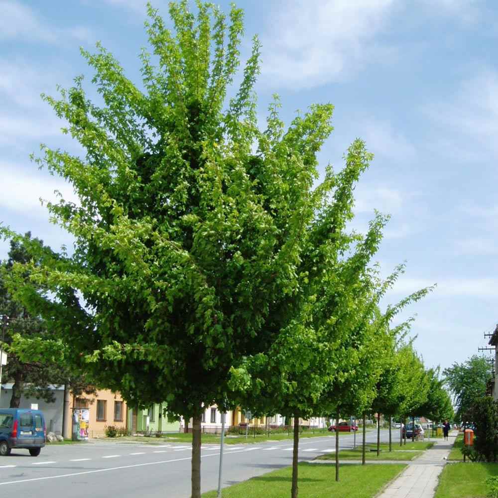 Jugastru Paltin de Camp (Acer Campestre), artar autohton, rezistent la poluare urbana, ideal pentru strazi, bulevarde, cartiere rezidentiale