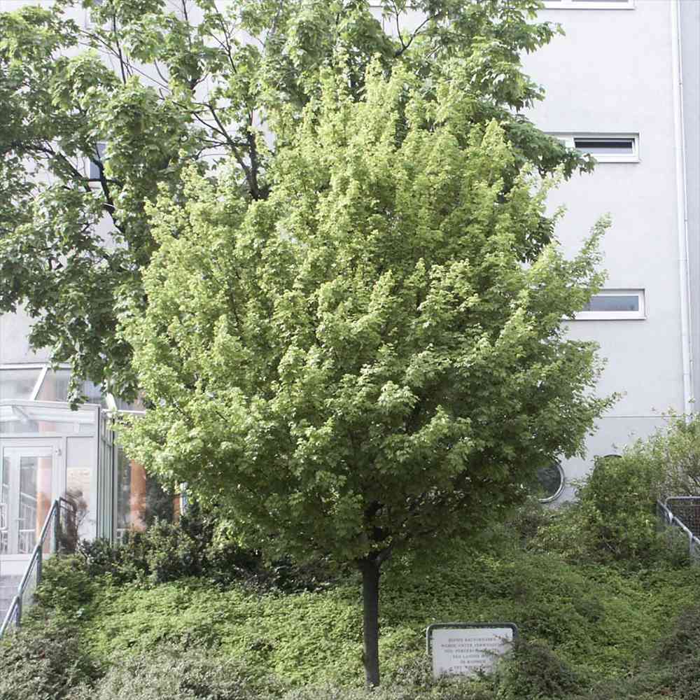 Jugastru Paltin de Camp (Acer Campestre), artar autohton, rezistent la poluare urbana, ideal pentru strazi, bulevarde, cartiere rezidentiale