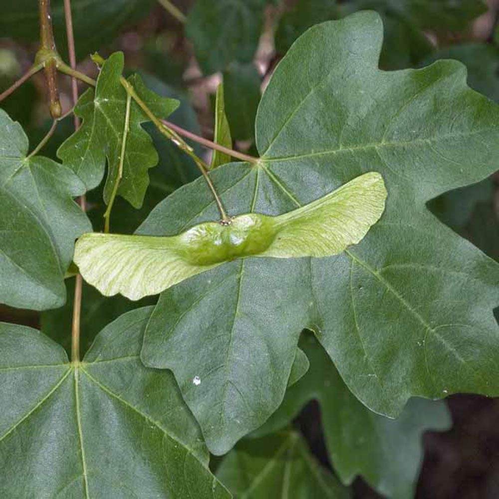 Jugastru Paltin de Camp (Acer Campestre), artar autohton, rezistent la poluare urbana, ideal pentru strazi, bulevarde, cartiere rezidentiale