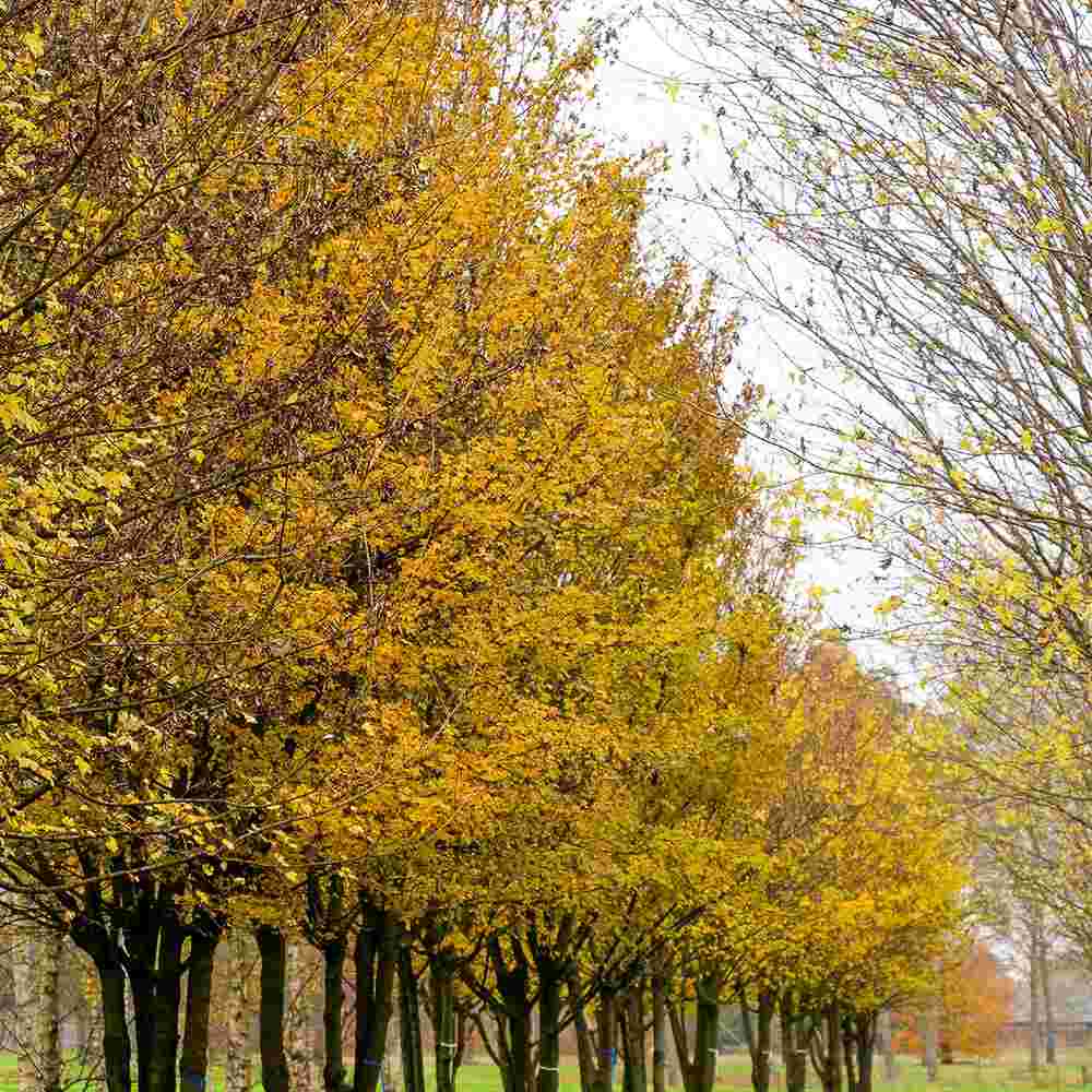 Jugastru Paltin de Camp (Acer Campestre), artar autohton, rezistent la poluare urbana, ideal pentru strazi, bulevarde, cartiere rezidentiale