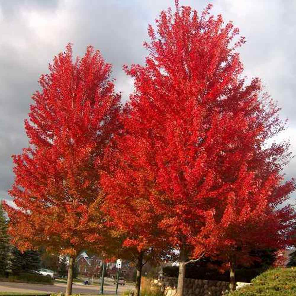 Artar Rosu Freemanii Celebration, artar ornamental rosu in toamna, frunzis elegant palmat-lobat, crestere rapida, perfect pentru oras