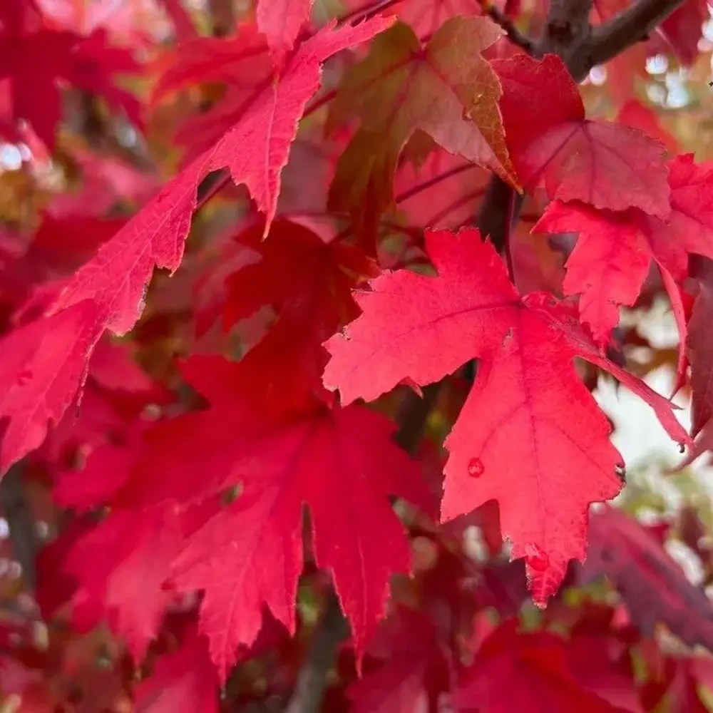 Artar Rosu Freemanii Celebration, artar ornamental rosu in toamna, frunzis elegant palmat-lobat, crestere rapida, perfect pentru oras