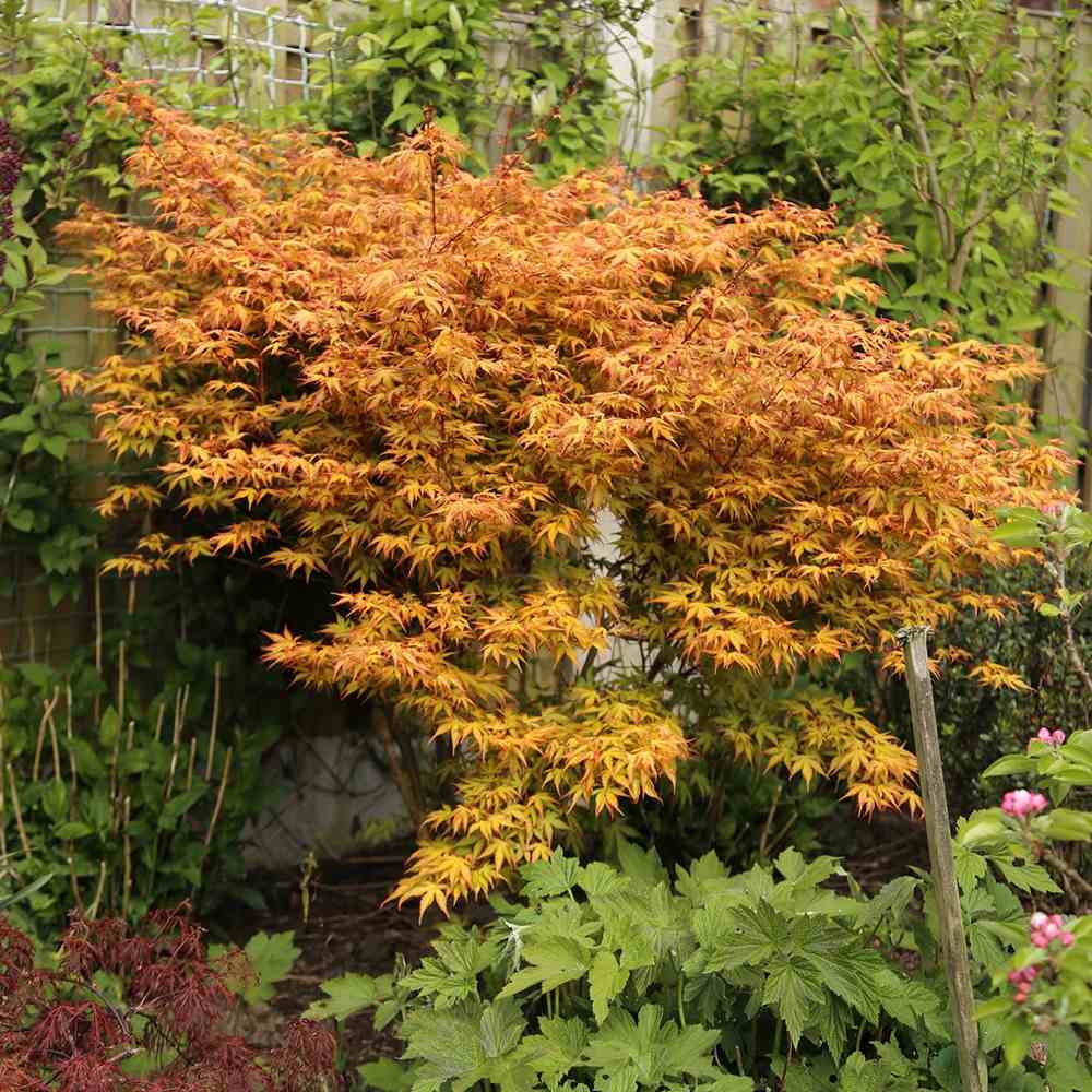 Artar Japonez Pitic Katsura, cu frunzis filigran galben-portocaliu, colorit de toamna