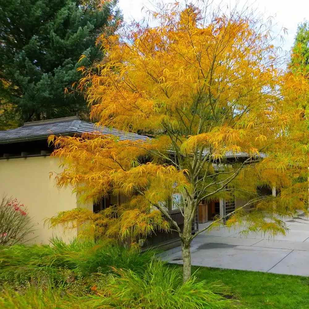 Artar Japonez Koto-No-Ito, cu frunzis auriu, elegant, frunze fine, culori spectaculoase toamna