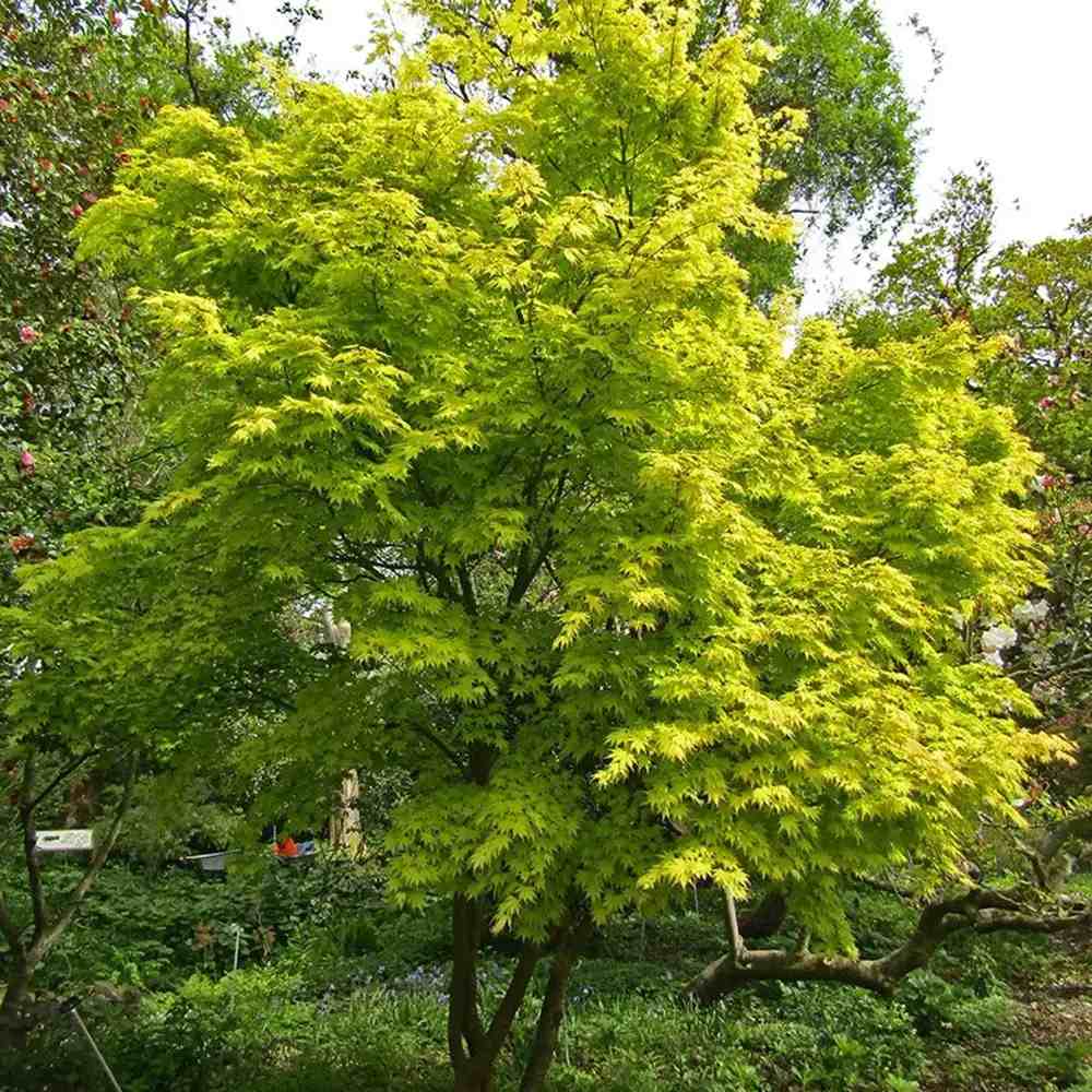 Artar Japonez Auriu Orange Dream, frunzis galben intens primavara si vara si portocaliu toamna, perfect pentru umbra