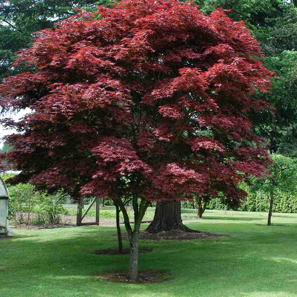 Acer japonez pitic rosu-burgundiu Pixie, cu frunze bugundiu, intens decorativ si rezistent la frig