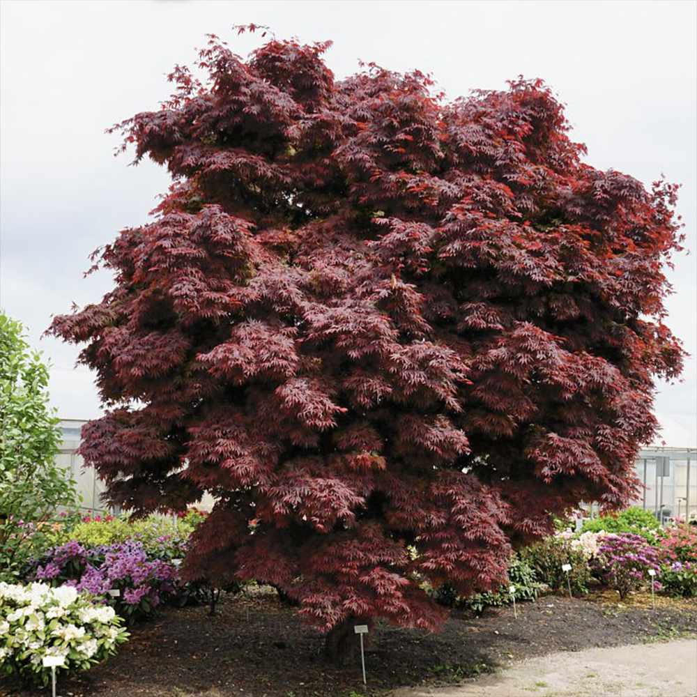 Acer japonez pitic rosu-burgundiu Pixie, cu frunze bugundiu, intens decorativ si rezistent la frig