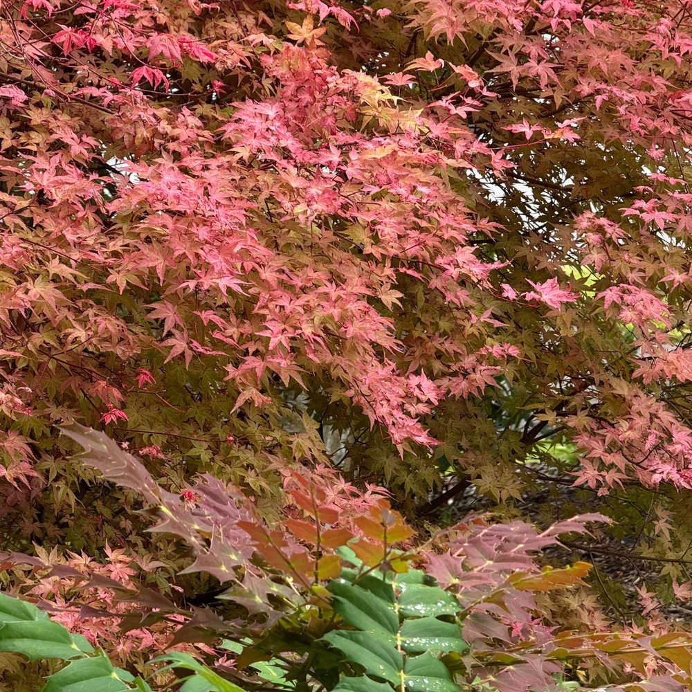 Artar Japonez Rosu (Acer palmatum) Shin-deshojo, cu frunze rosu-stacojiu ideal pentru bonsai, joc de culori