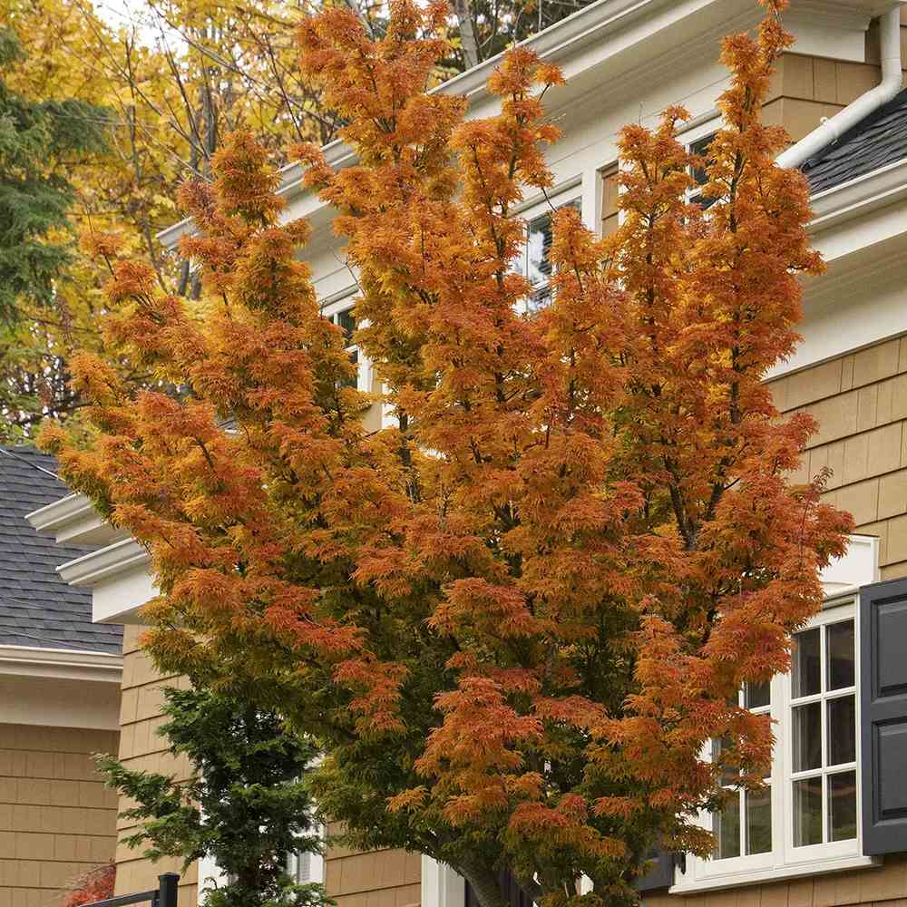 Artar Japonez Shishigashira, frunzis crete compacte, rosu intens toamna, rezistenta frig -20°C