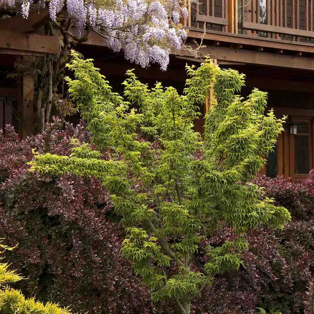 Artar Japonez Shishigashira, frunzis crete compacte, rosu intens toamna, rezistenta frig -20°C