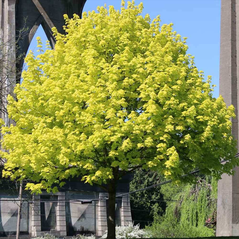 Artar Norvegian Princeton Gold, artar ornamental cu frunzis galben-auriu, crestere rapida, copac de umbra