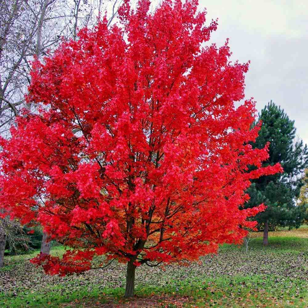 Artar Rosu Rubrum, cu frunzis rosu in toamna, arbore de umbra,crestere rapida, filtreaza aer