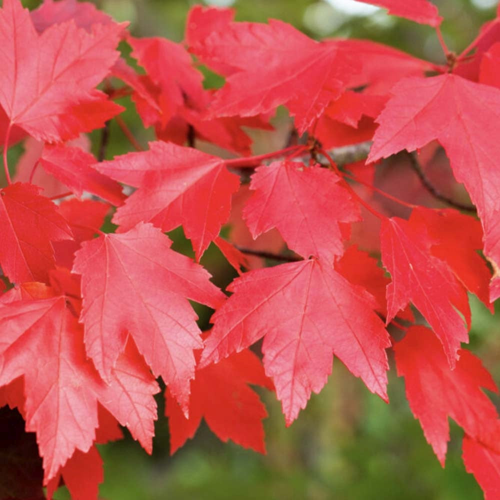 Artar Rosu Rubrum, cu frunzis rosu in toamna, arbore de umbra,crestere rapida, filtreaza aer
