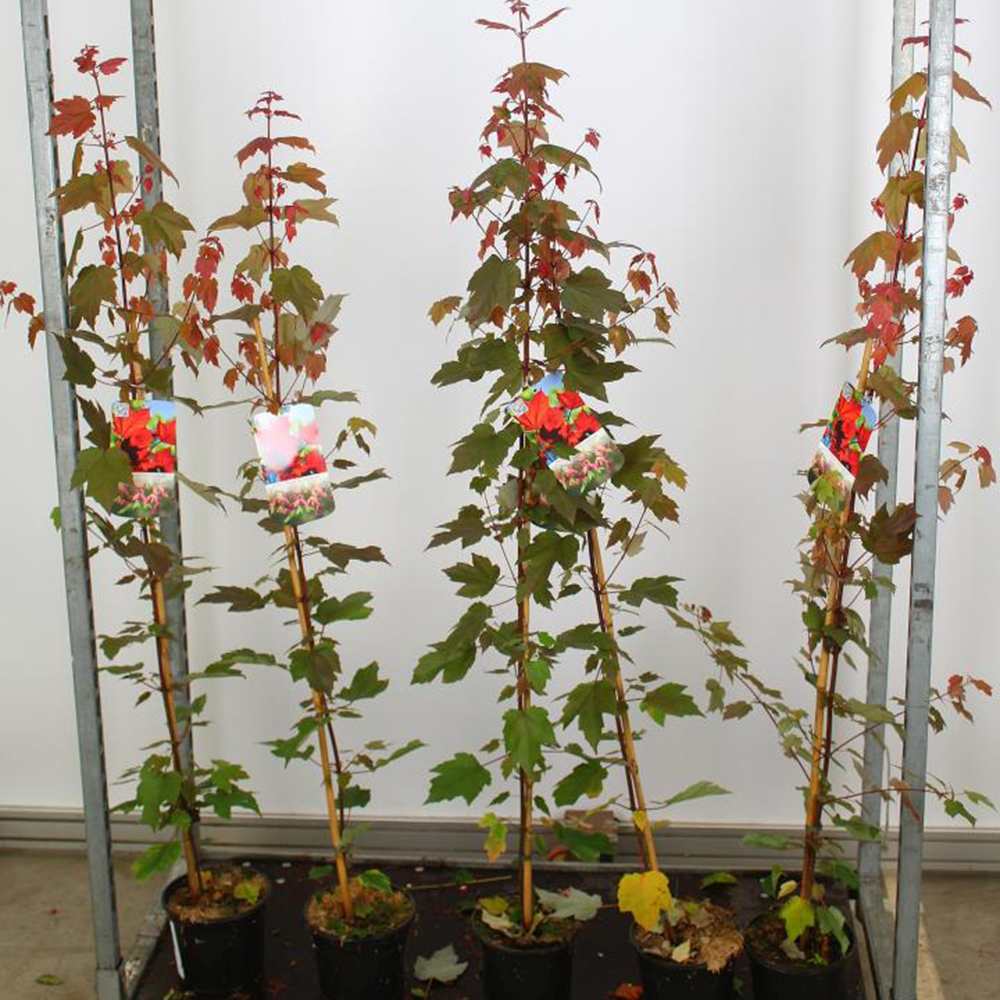 Artar Rosu Rubrum 'Summerred', cu frunzis rosu aproape tot sezon, crestere rapida, coroana eleganta