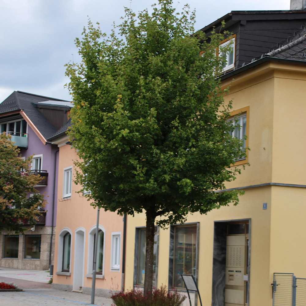 Jugastru Paltin de Camp Elsrijk (Acer Campestre), artar autohton columnar, rezistent la poluare urbana, ideal pentru strazi, bulevarde, cartiere rezidentiale