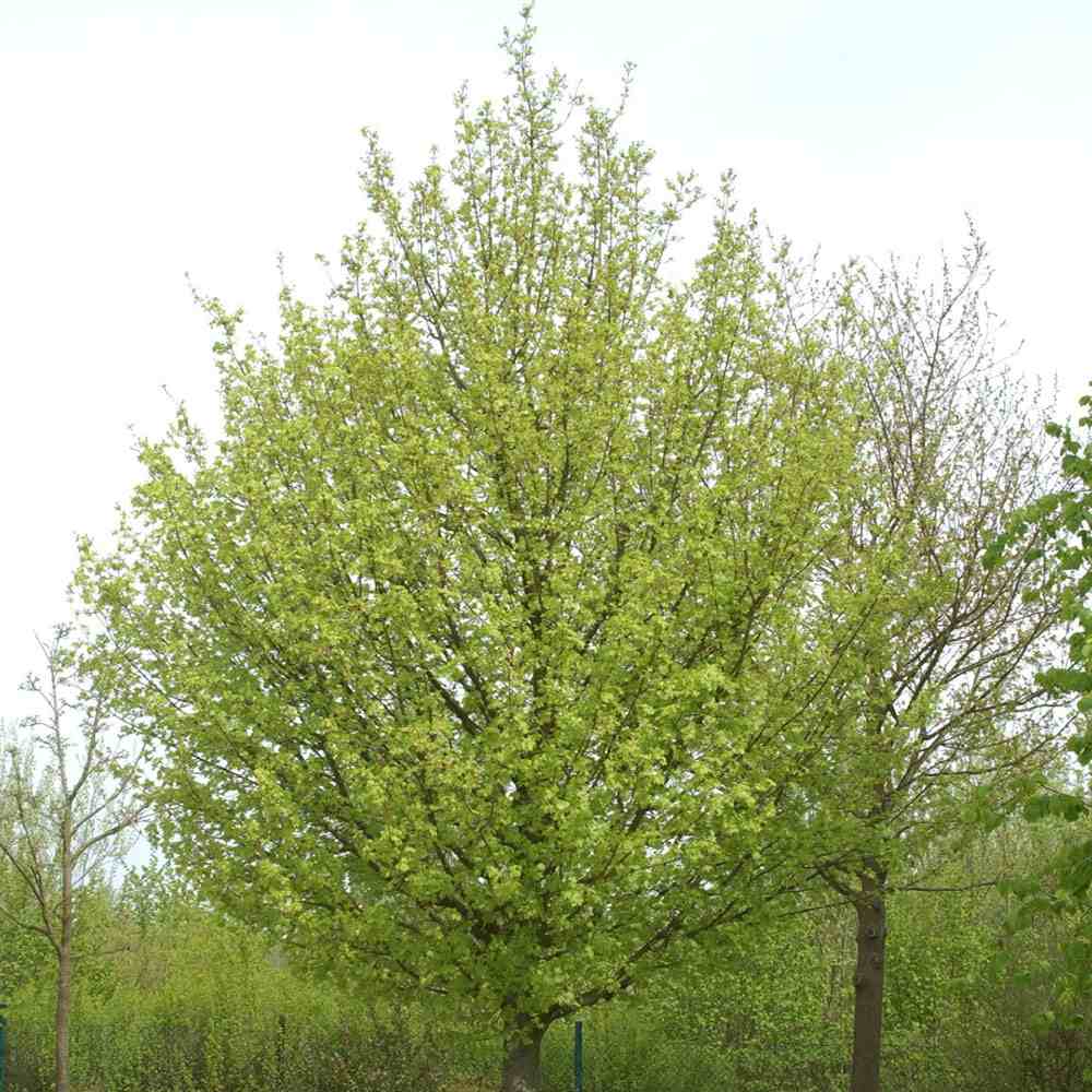 Jugastru Paltin de Camp Elsrijk (Acer Campestre), artar autohton columnar, rezistent la poluare urbana, ideal pentru strazi, bulevarde, cartiere rezidentiale