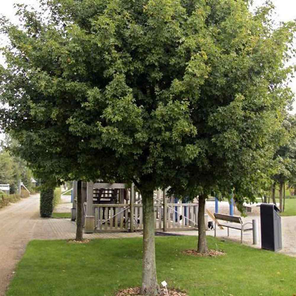 Jugastru Paltin de Camp Elsrijk (Acer Campestre), artar autohton columnar, rezistent la poluare urbana, ideal pentru strazi, bulevarde, cartiere rezidentiale