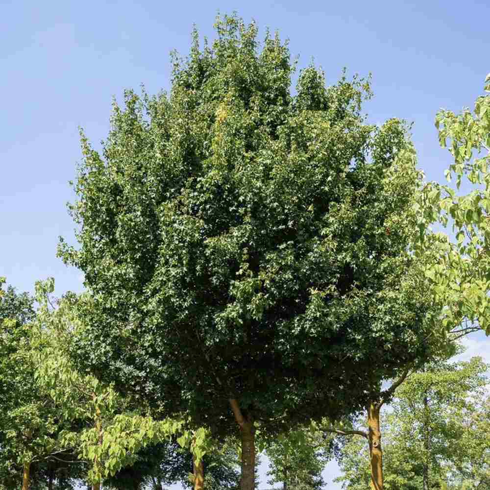 Jugastru Paltin de Camp Elsrijk (Acer Campestre), artar autohton columnar, rezistent la poluare urbana, ideal pentru strazi, bulevarde, cartiere rezidentiale