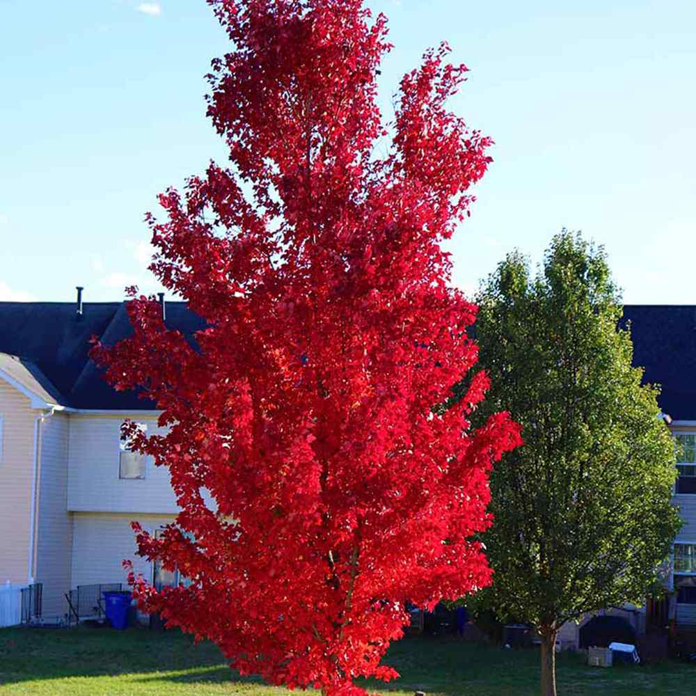 Artar Rosu Freemanii Celzam, artar ornamental rosu intens, frunzis elegant palmat-lobat, crestere rapida, perfect pentru oras