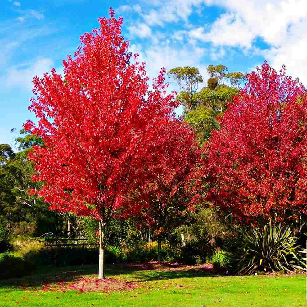 Artar Rosu Freemanii Autumn Blaze, artar ornamental rosu intens in toamna, frunzis elegant palmat-lobat, crestere rapida, perfect pentru oras