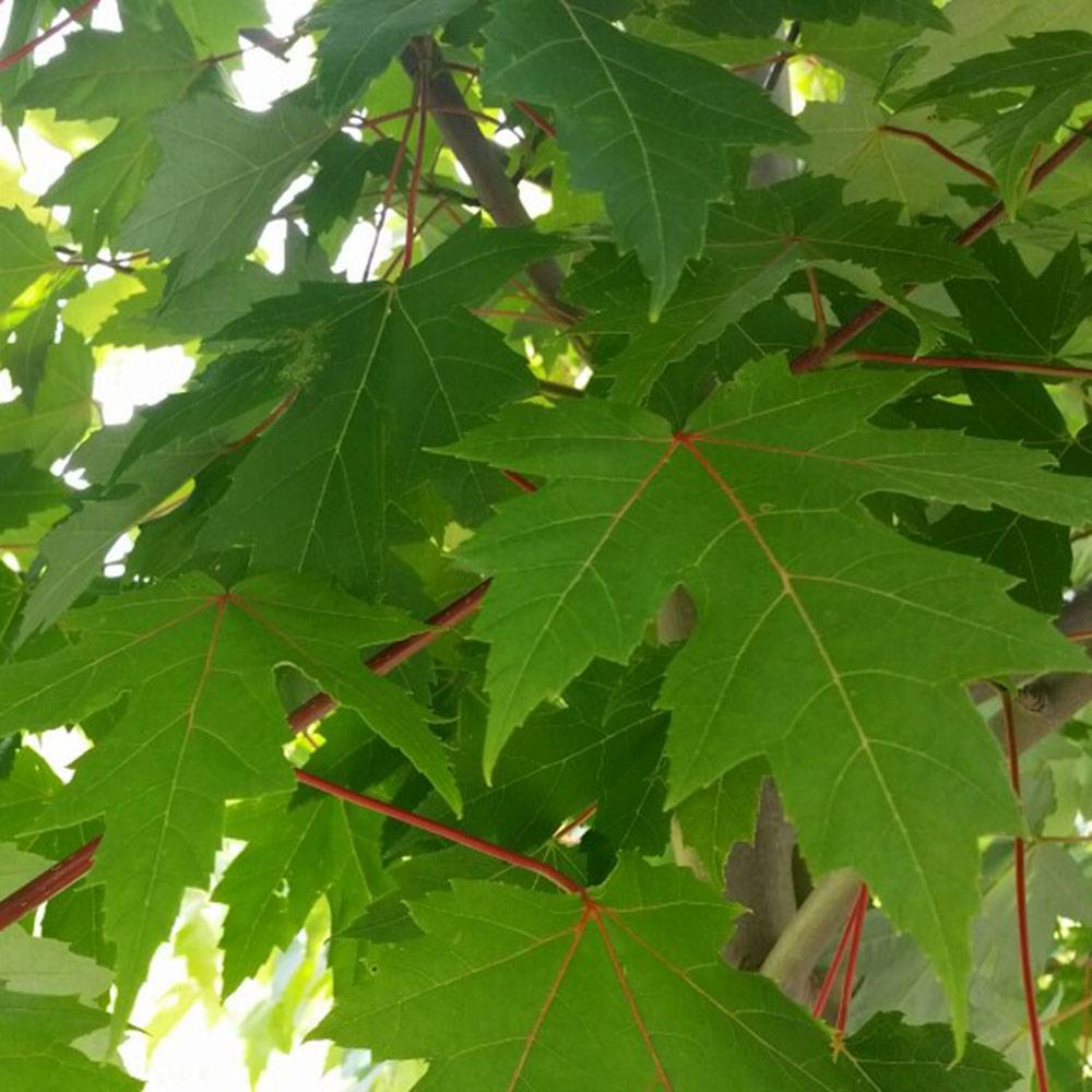 Artar Rosu Freemanii Autumn Blaze, artar ornamental rosu intens in toamna, frunzis elegant palmat-lobat, crestere rapida, perfect pentru oras