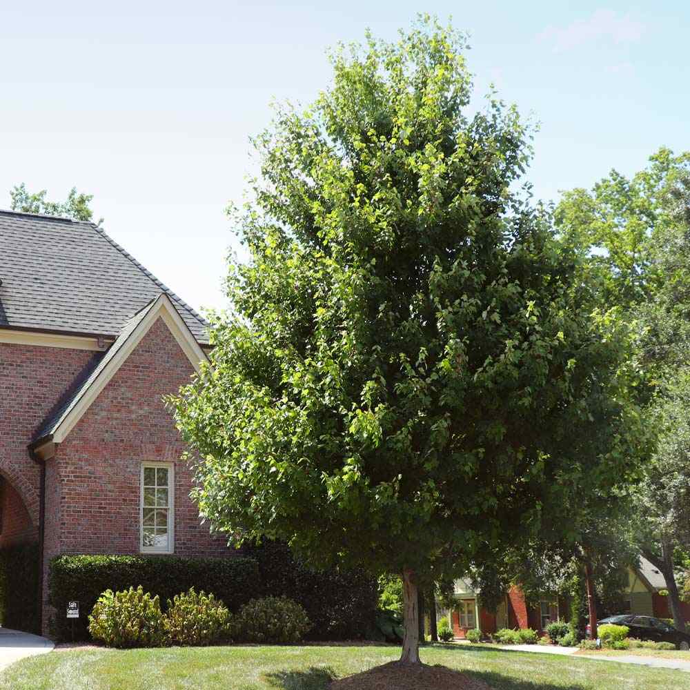 Artar Rosu Freemanii Autumn Blaze, artar ornamental rosu intens in toamna, frunzis elegant palmat-lobat, crestere rapida, perfect pentru oras