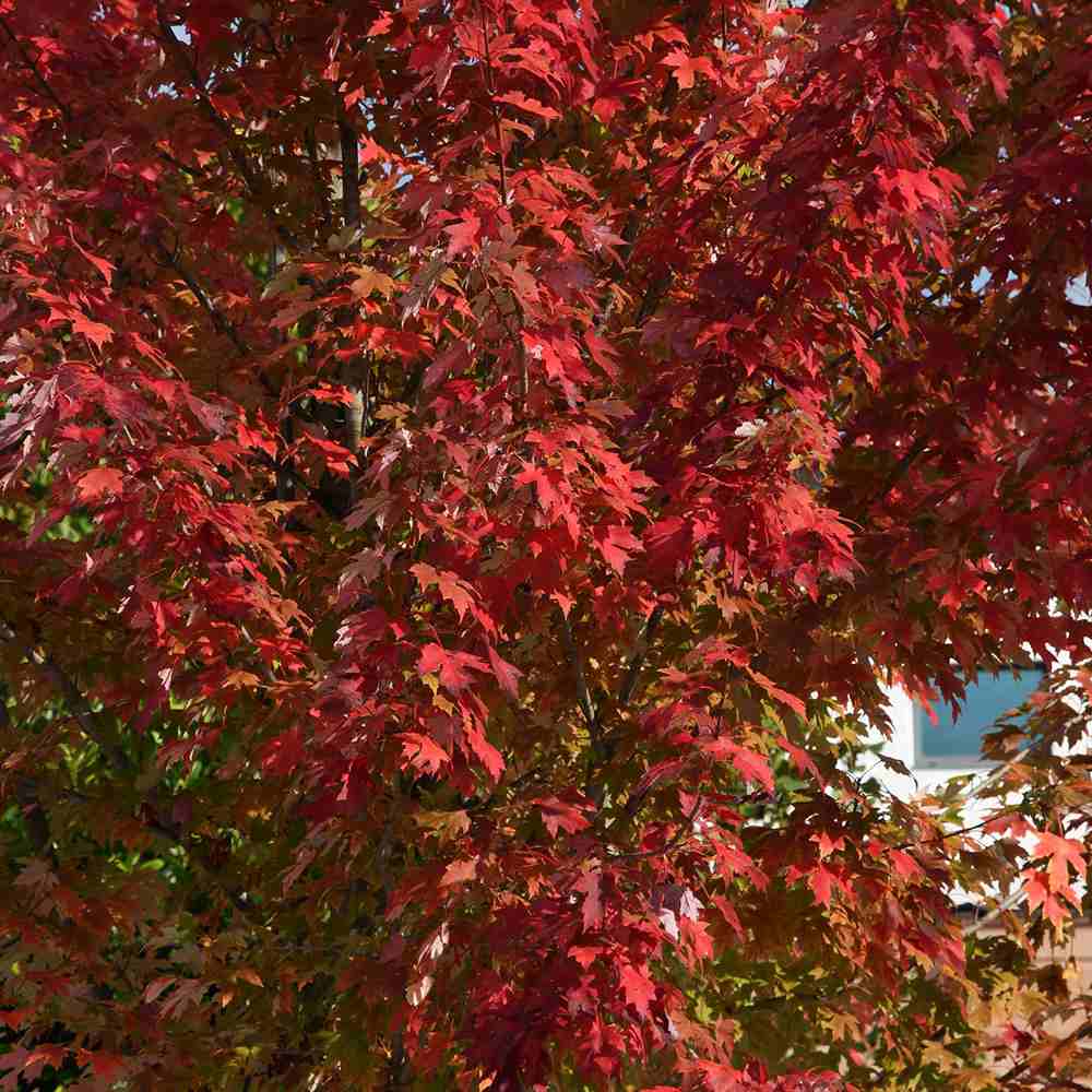 Artar Rosu Freemanii Autumn Blaze, artar ornamental rosu intens in toamna, frunzis elegant palmat-lobat, crestere rapida, perfect pentru oras