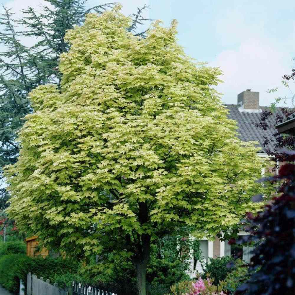 Artar Drummondii (Acer Platanoides), arbore ornamental cu frunze verzi cu margini albe, coroana larga si densa, de umbra