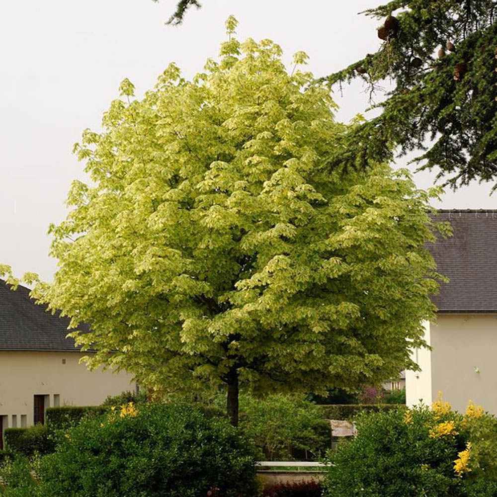Artar Drummondii (Acer Platanoides), arbore ornamental cu frunze verzi cu margini albe, coroana larga si densa, de umbra