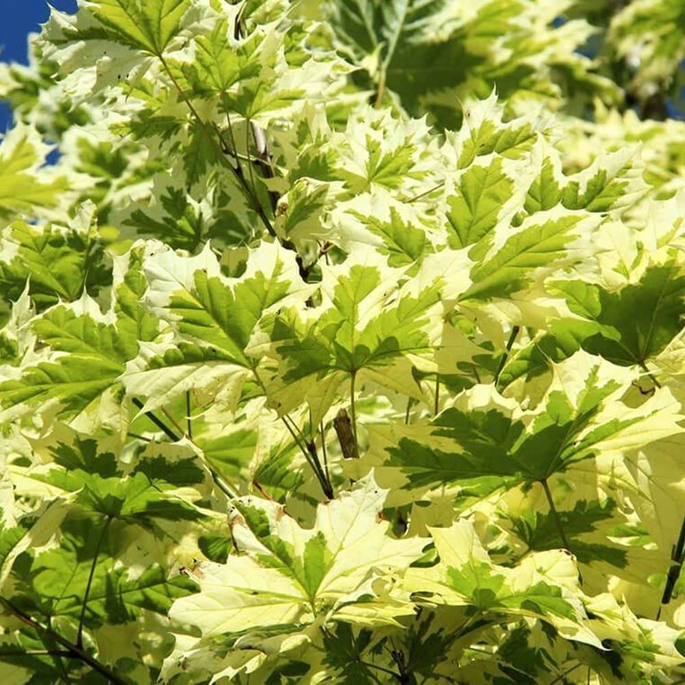Artar Drummondii (Acer Platanoides), arbore ornamental cu frunze verzi cu margini albe, coroana larga si densa, de umbra