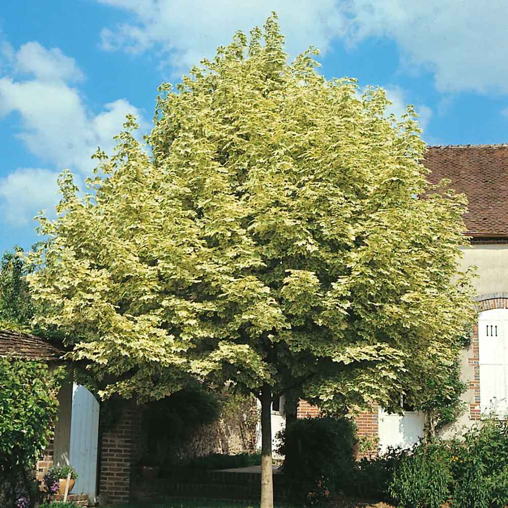 Artar Drummondii (Acer Platanoides), arbore ornamental cu frunze verzi cu margini albe, coroana larga si densa, de umbra