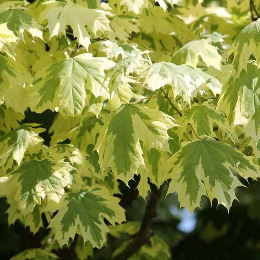 Artar Drummondii (Acer Platanoides), arbore ornamental cu frunze verzi cu margini albe, coroana larga si densa, de umbra