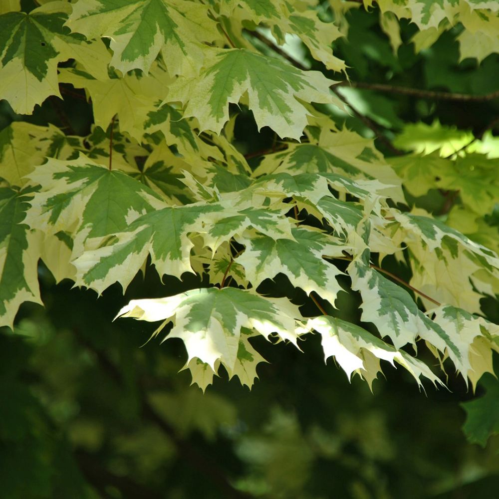 Artar Drummondii (Acer Platanoides), arbore ornamental cu frunze verzi cu margini albe, coroana larga si densa, de umbra