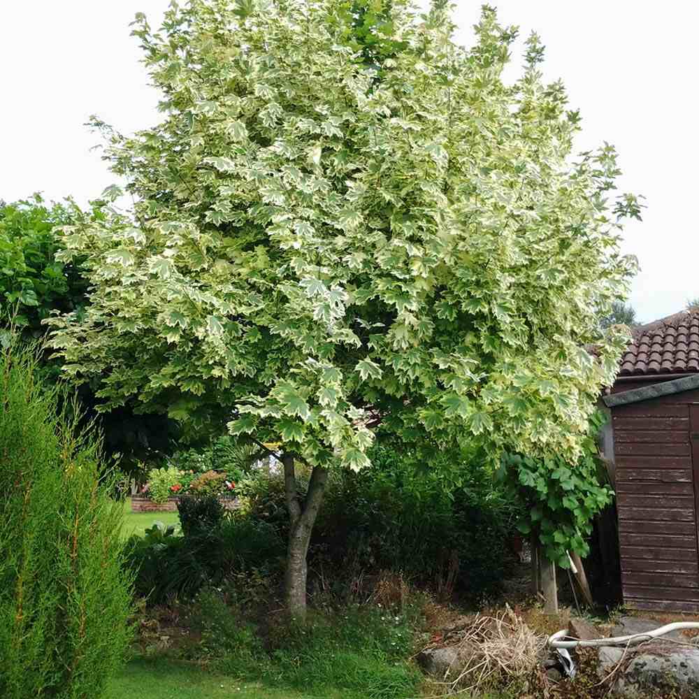 Artar Drummondii (Acer Platanoides), arbore ornamental cu frunze verzi cu margini albe, coroana larga si densa, de umbra