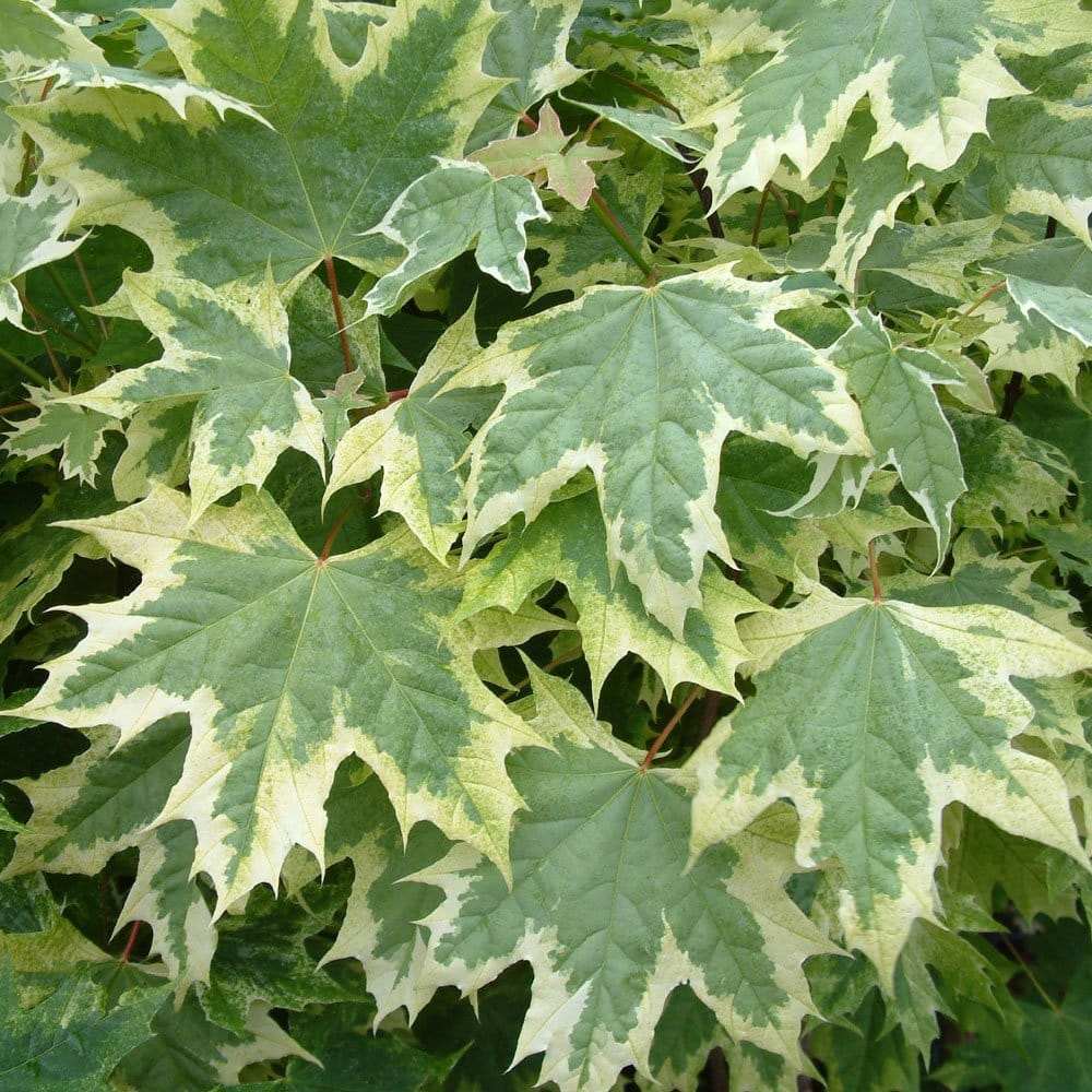 Artar Drummondii (Acer Platanoides), arbore ornamental cu frunze verzi cu margini albe, coroana larga si densa, de umbra
