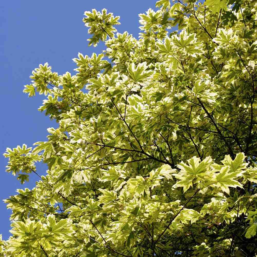 Artar Drummondii (Acer Platanoides), arbore ornamental cu frunze verzi cu margini albe, coroana larga si densa, de umbra