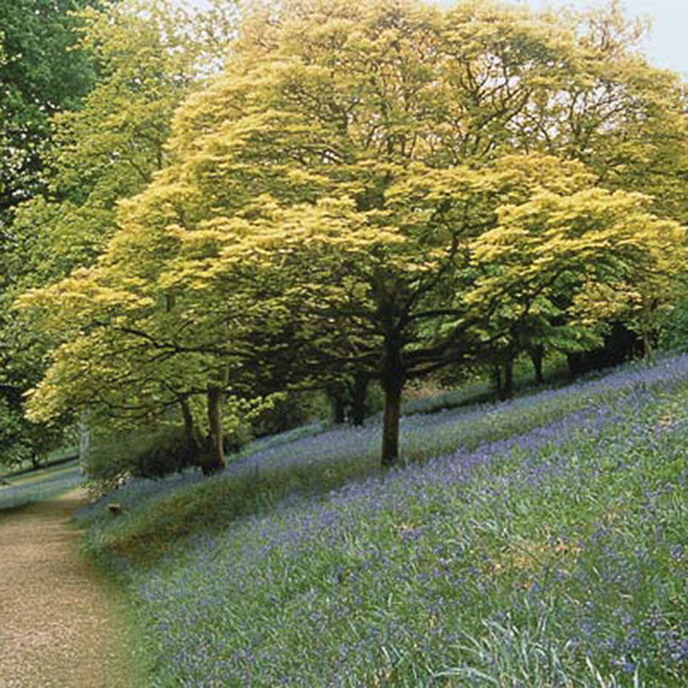 Artar Paltin de Munte Prinz Handjery, cu frunzis auriu-bronz, colorit de toamna