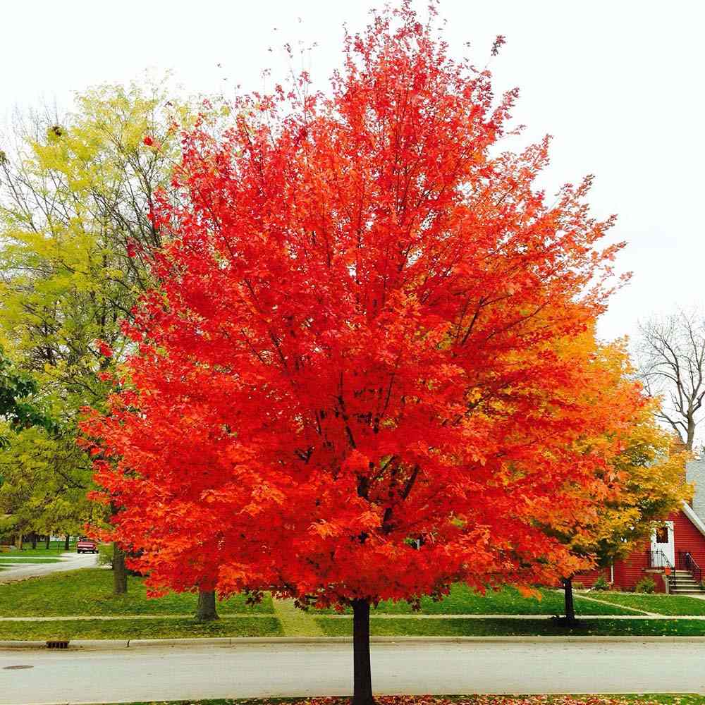 Artar Rosu Red Sunset, arbore de umbra cu frunze rosii intense in toamna, crestere rapida