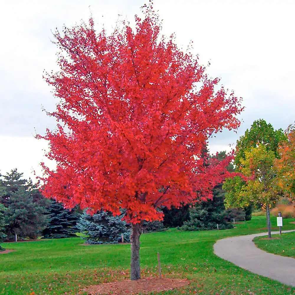 Artar tataresc (Acer tataricum) Ginnala Amur Flame, copac decorativ frunze rosii toamna rezistent la ger