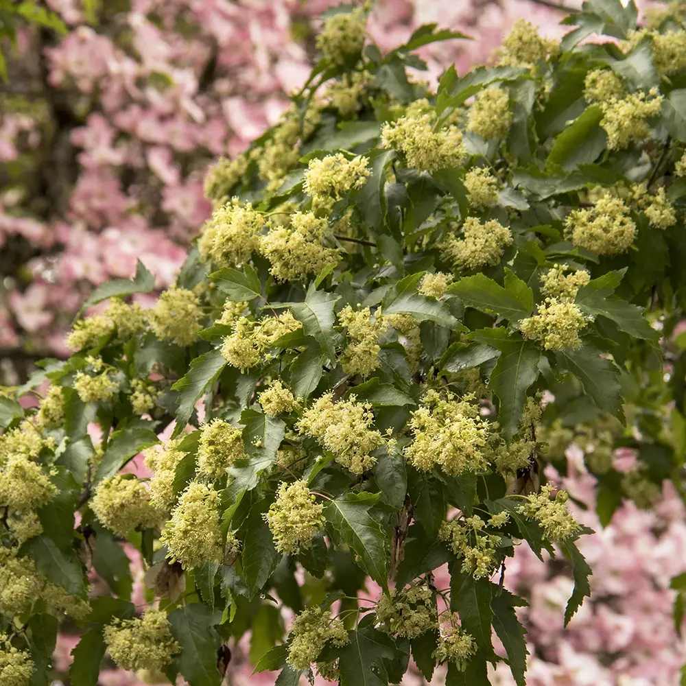 Artar tataresc (Acer tataricum) Ginnala Amur Flame, copac decorativ frunze rosii toamna rezistent la ger