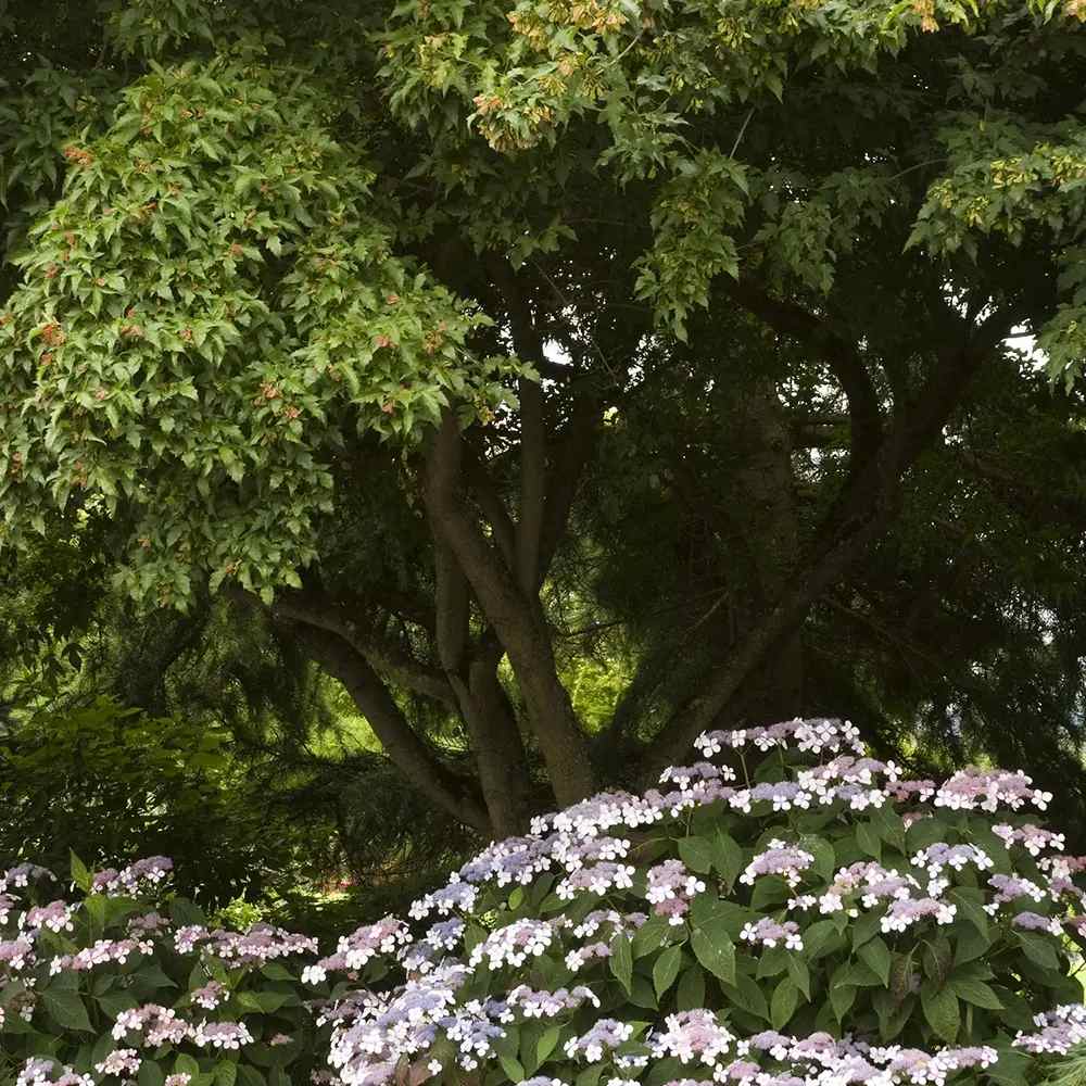 Artar tataresc (Acer tataricum) Ginnala Amur Flame, copac decorativ frunze rosii toamna rezistent la ger