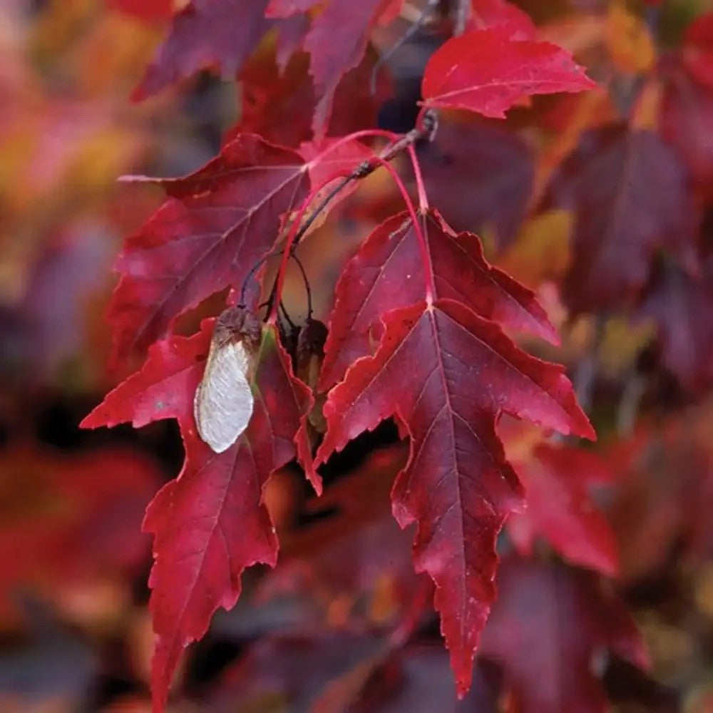 Artar tataresc (Acer tataricum) Ginnala Amur Flame, copac decorativ frunze rosii toamna rezistent la ger
