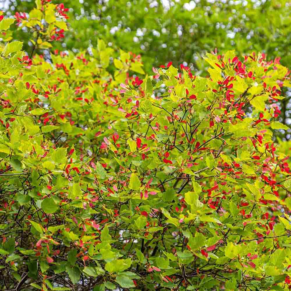 Artar tataresc (Acer tataricum) Ginnala Amur Flame, copac decorativ frunze rosii toamna rezistent la ger